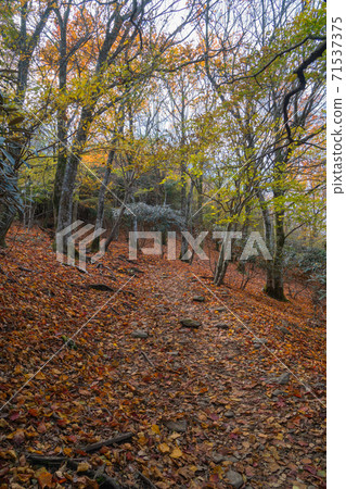 從Nihonboso到Kuruson山(Soji Kogen)的山路 從Nihonboso到Kuruson山(Soji Kogen)的山路 71537375