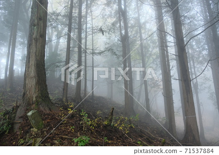 奧多摩的森林在霧中。 71537884