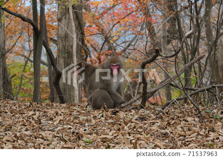 Japanese macaque. Wild movements in the mountains of Okutama Japanese macaque. Wild movements in the mountains of Okutama 71537963