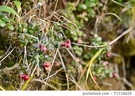 青苔色澤鮮豔的紅色果實@北海道大山山旭岳 71538026