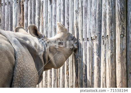 [Indian Rhinoceros in Tama Zoological Park] 71538194