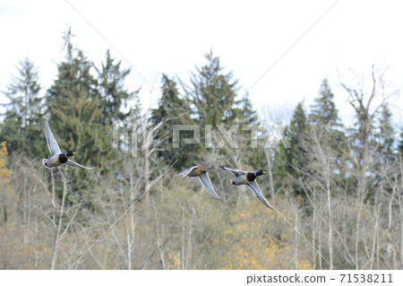 Magamo飛行本那比不列顛哥倫比亞省加拿大 71538211