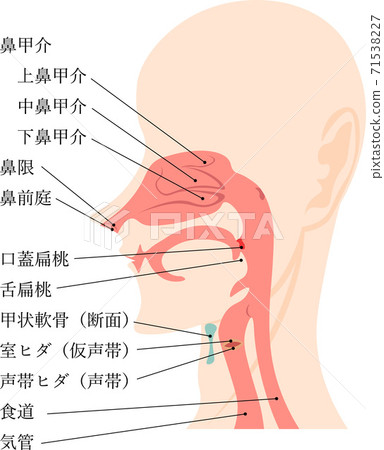 口腔氣道內部結構圖及說明 口腔氣道內部結構圖及說明 71538227