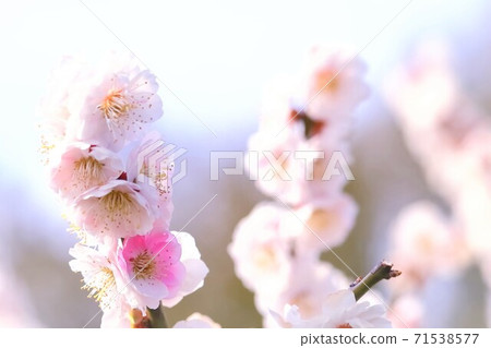 美麗的梅花 美麗的梅花 71538577