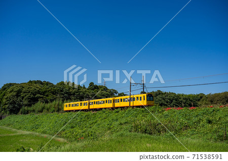 Inabe City, Mie Prefecture: Yellow train and red cluster amaryllis on the Hokusei Line Inabe City, Mie Prefecture: Yellow train and red cluster amaryllis on the Hokusei Line 71538591