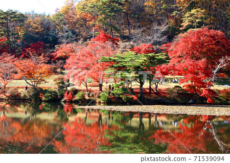 Momiji,秋天蛇鼻子戲劇天堂(福島縣,本宮市) Momiji,秋天蛇鼻子戲劇天堂(福島縣,本宮市) 71539094