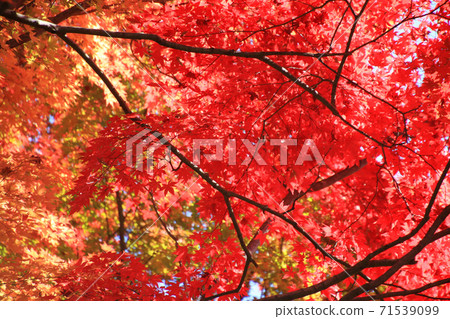 Momiji, autumn snake nose play paradise (Fukushima prefecture, Motomiya city) Momiji, autumn snake nose play paradise (Fukushima prefecture, Motomiya city) 71539099