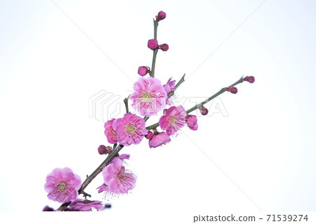 Pink plum blossoms Pink plum blossoms 71539274