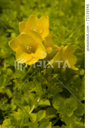 這朵黃色的花的名字叫Rishimakia nummularia。 這朵黃色的花的名字叫Rishimakia nummularia。 71539348