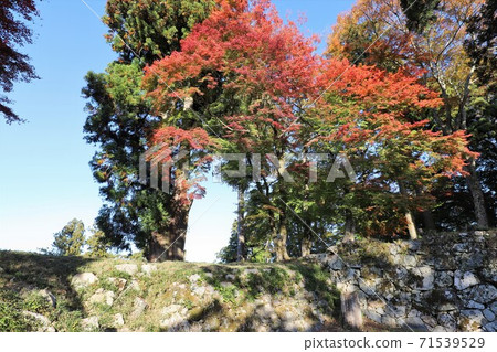 Autumn leaves of Takatori Castle, Nara Prefecture Autumn leaves of Takatori Castle, Nara Prefecture 71539529