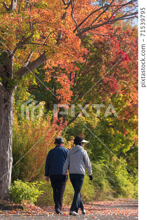 Beautiful autumn leaves in the autumn park and a senior couple taking a walk 71539795
