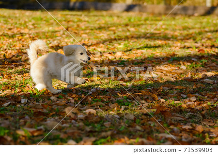 Pomex, a puppy who enjoys playing in a dog park Pomex, a puppy who enjoys playing in a dog park 71539903