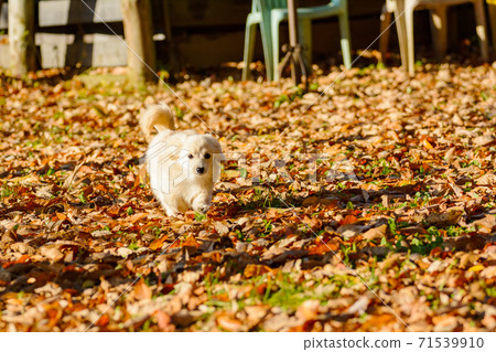 Pomex, a puppy who enjoys playing in a dog park 71539910