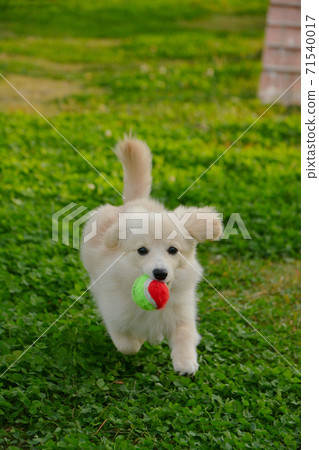 Pomex, a puppy who enjoys playing in a dog park 71540017