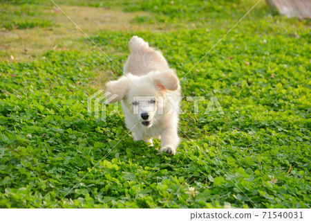 Pomex, a puppy who enjoys playing in a dog park Pomex, a puppy who enjoys playing in a dog park 71540031