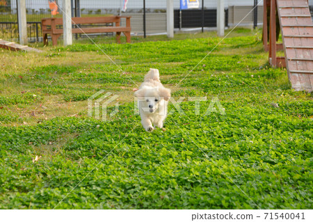 Pomex，喜歡在碼頭跑步的小狗 71540041