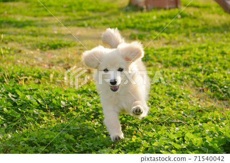 Pomex,喜歡在碼頭跑步的小狗 Pomex,喜歡在碼頭跑步的小狗 71540042