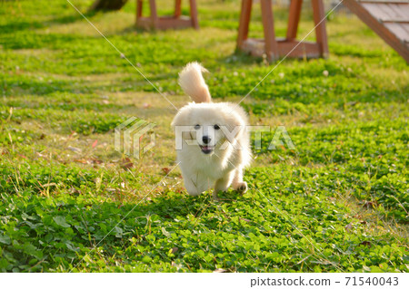 Pomex，喜歡在碼頭跑步的小狗 71540043