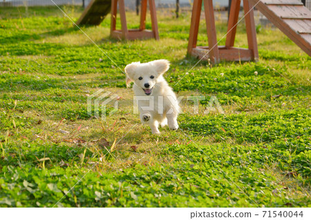 Pomex，喜歡在碼頭跑步的小狗 71540044