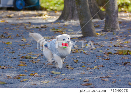 Pomex, a puppy who enjoys playing in a dog park 71540078