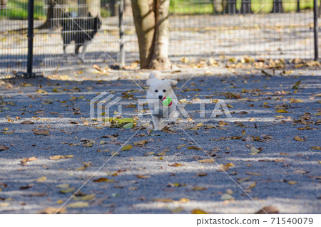 Pomex, a puppy who enjoys playing in a dog park 71540079