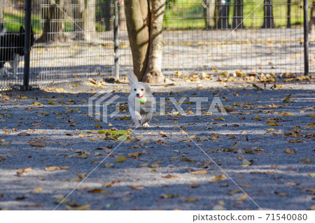 Pomex, a puppy who enjoys playing in a dog park 71540080