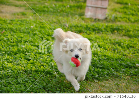 Pomex,一隻小狗,在碼頭上玩 Pomex,一隻小狗,在碼頭上玩 71540136