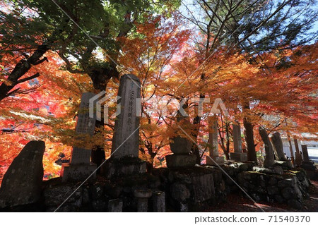 Autumn leaves of Tenkawa village Lonzanji Autumn leaves of Tenkawa village Lonzanji 71540370