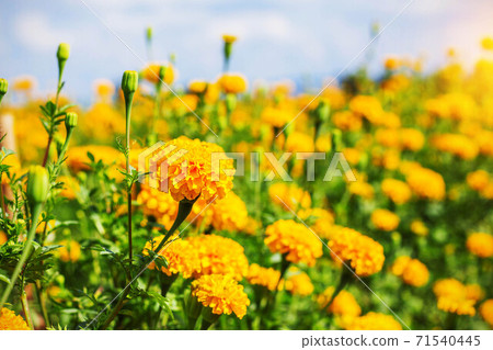 Marigold garden in the daytime. Marigold garden in the daytime. 71540445