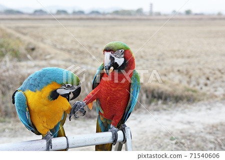 parrot parrot 71540606
