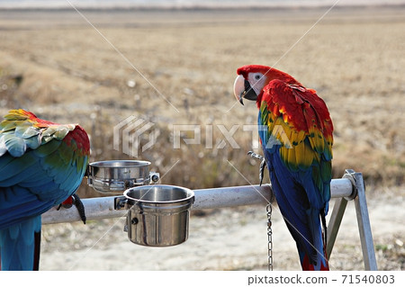 parrot parrot 71540803