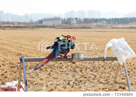 parrot parrot 71540804