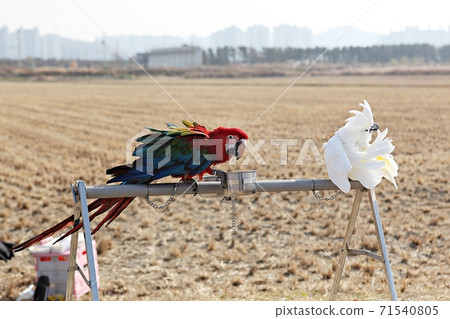 parrot parrot 71540805