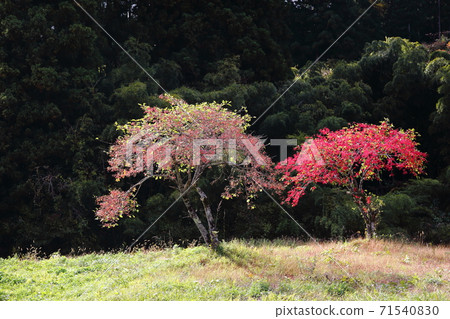 Landscape Two trees of Mayumi Autumn leaves tree Two trees Autumn leaves Two trees Image tree Landscape Two trees of Mayumi Autumn leaves tree Two trees Autumn leaves Two trees Image tree 71540830