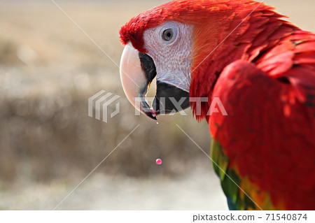 parrot parrot 71540874