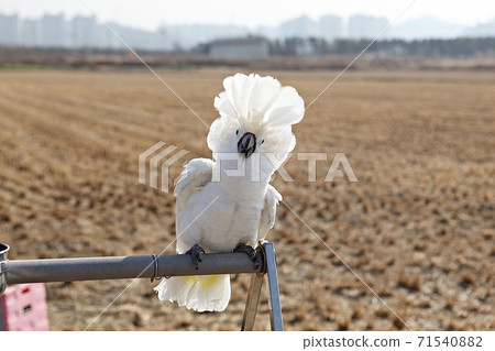 parrot parrot 71540882