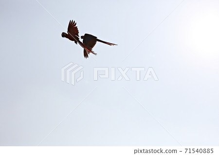 parrot parrot 71540885