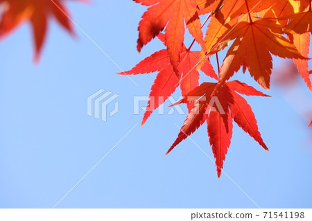 Blue autumn sky and fallen leaves 71541198