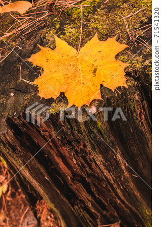Yellow maple leaf on a rotten decrepit mossy stamp in Autumn forest. 71541320