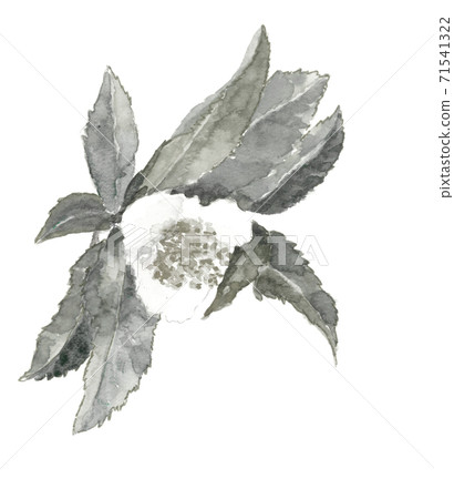 Handwritten watercolor tea flower white background illustration material [ink painting style] 71541322