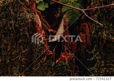 Green moss forest naature background on a old decrepit cracked wooden stamp in a forest Green moss forest naature background on a old decrepit cracked wooden stamp in a forest 71541327