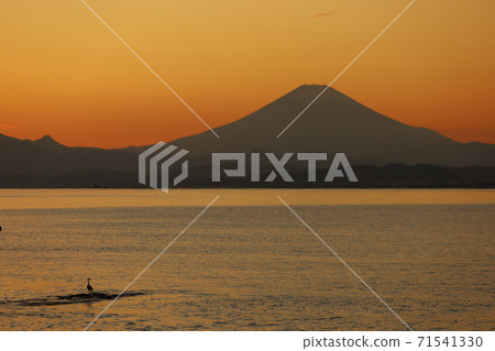Mt. Fuji and birds seen from the sunset in Shonan Sagami Bay 71541330