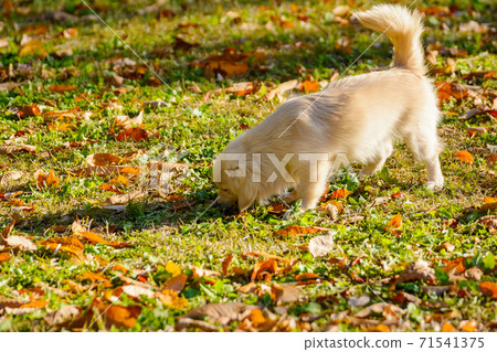 Pomex, a puppy tired from a dog park Pomex, a puppy tired from a dog park 71541375