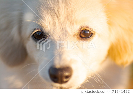 Puppy mixed dog Pomex 71541432