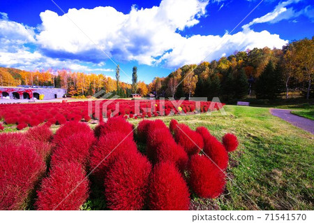 ak野鈴蘭的鮮紅色Kokia ak野鈴蘭的鮮紅色Kokia 71541570