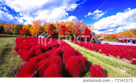 ak野鈴蘭的鮮紅色Kokia 71541571