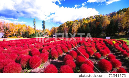 ak野鈴蘭的鮮紅色Kokia 71541573