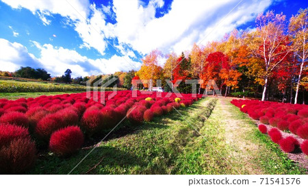 ak野鈴蘭的鮮紅色Kokia 71541576