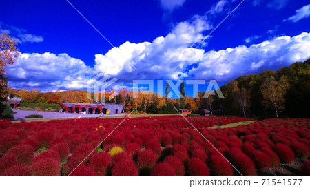 Takino Suzuran's bright red Kokia 71541577