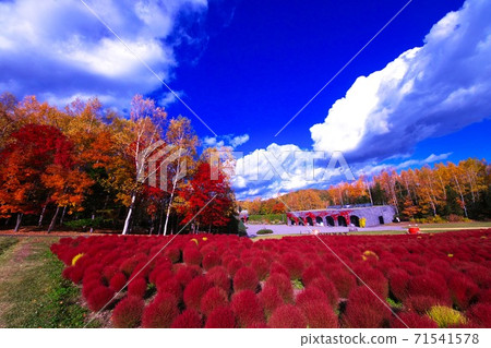 ak野鈴蘭的鮮紅色Kokia 71541578